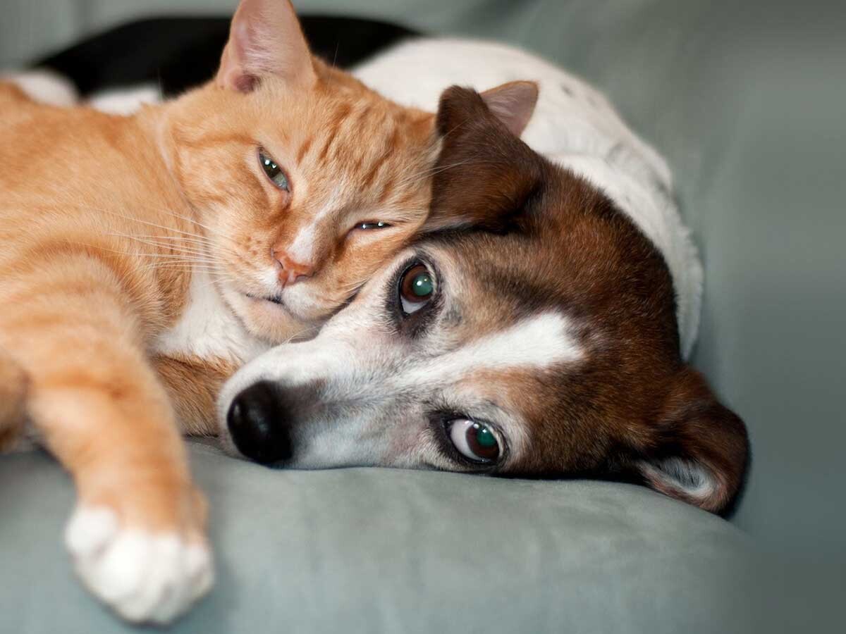 Naftalin ile Kedi ve Köpekleri Uzaklaştırma: Etkili ve Pratik Bir Yöntem