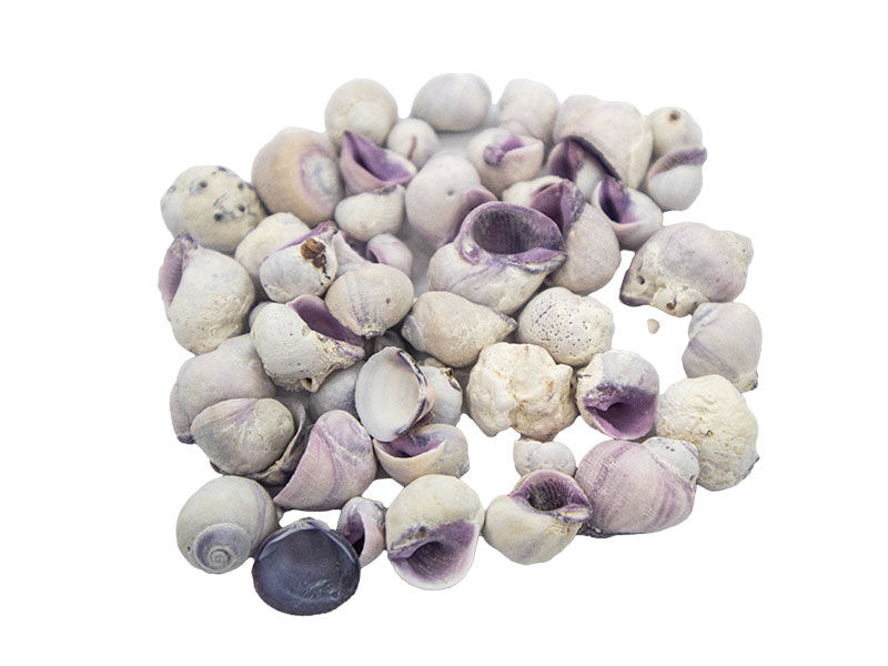 Ay Kabuğu Mor - Deniz Kabuğu 100 GR - 1