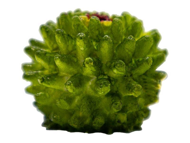 Büyük Yuvarlak Kaktüs Silikon Mum Kalıbı M-215 - 5