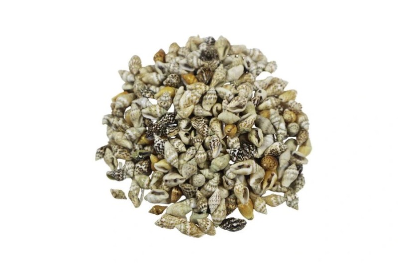 Kimyacınız - Deniz Kabuğu Nassa Shell 1 CM - 1 KG