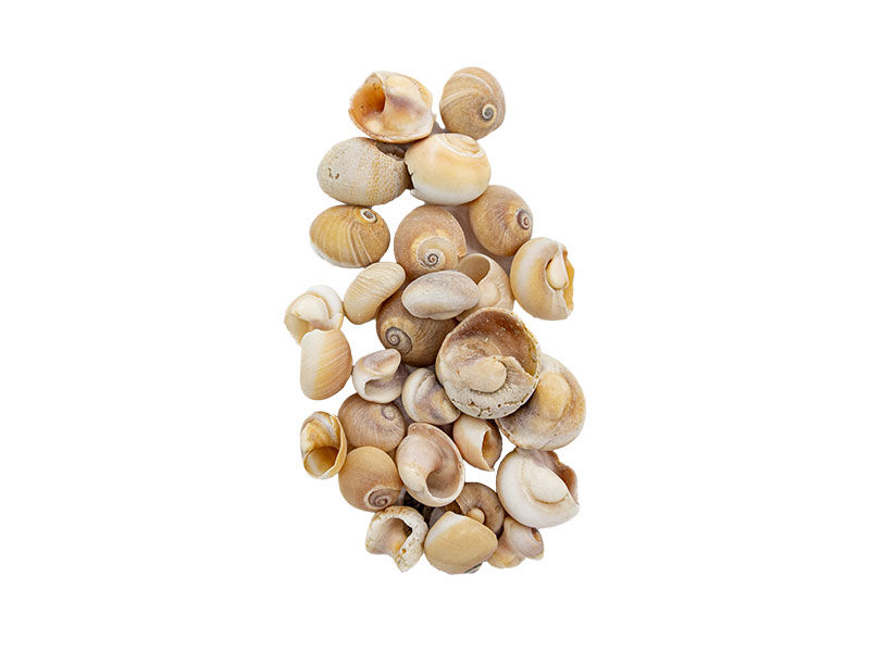 Deniz Kabuğu Salyangoz 2 CM - 100 GR - 1