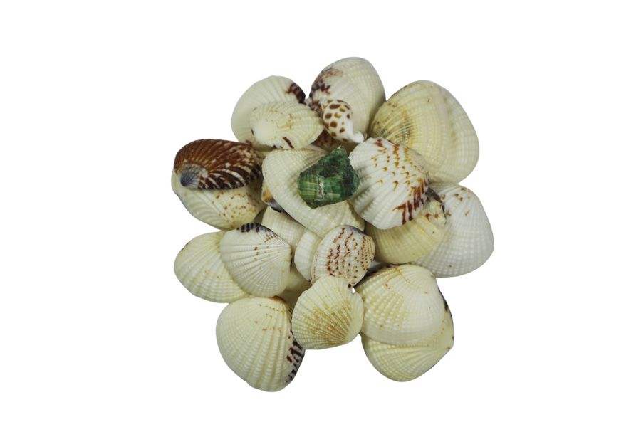 Deniz Kabuğu Tiger Clam 100 GR - 1