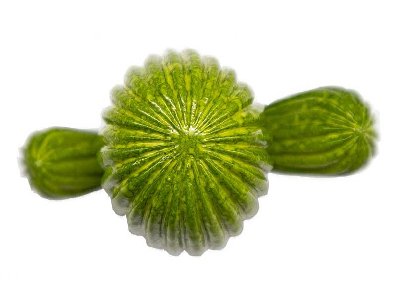 Kaktüs Silikon Mum Kalıbı M-46 - 5
