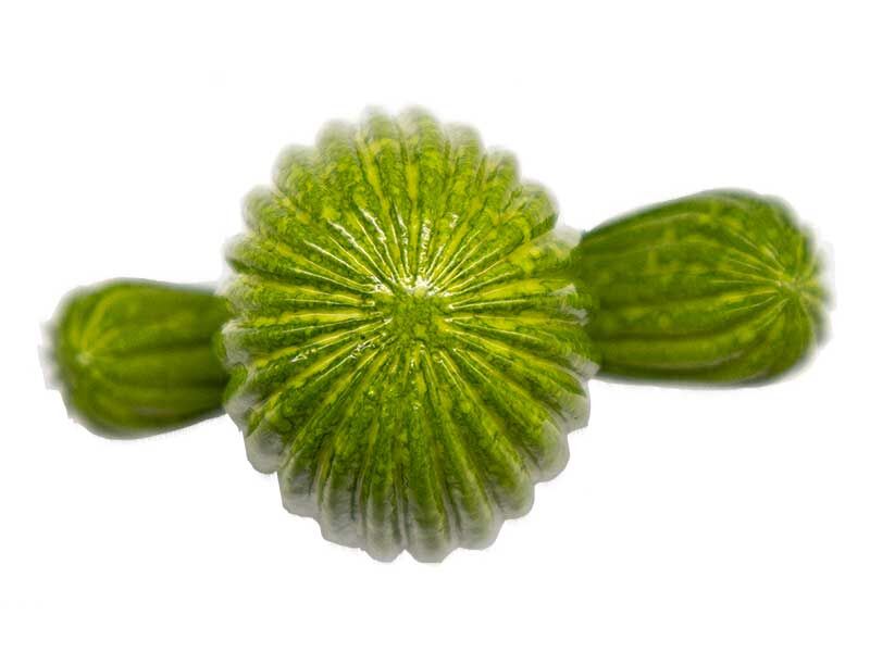 Kaktüs Silikon Mum Kalıbı M-46 - 5