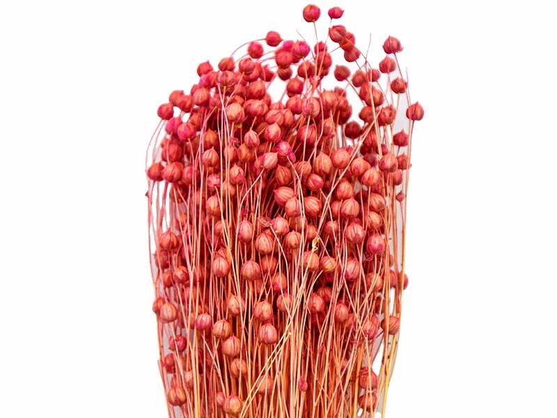 Kırmızı Keten Otu Kuru Çiçek Demeti 10 GR - Kimyacınız