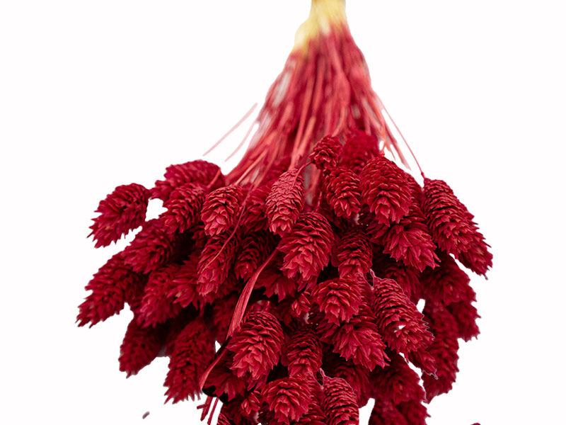 Kırmızı Kuş Otu Kuru Çiçek Demeti 10 GR - 2