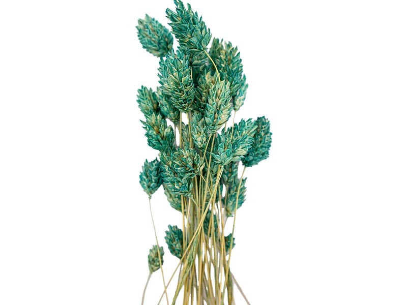 Mint Yeşili Kuş Otu Kuru Çiçek Demeti 10 GR - Kimyacınız