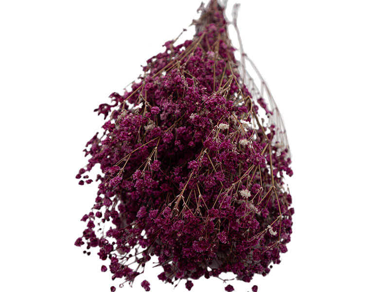 Mürdüm Şoklanmış Cipso - Kuru Çiçek 10 GR - Kimyacınız