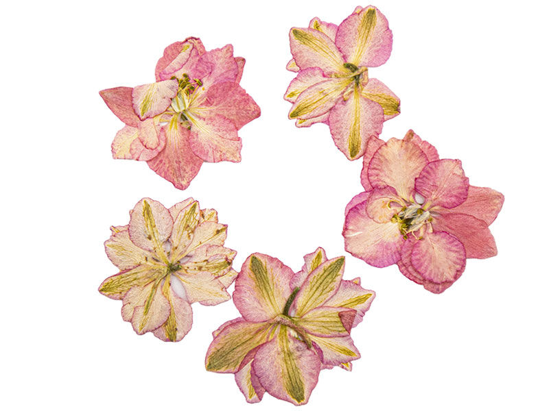 Kurutulmuş Sakura Çiçeği Pembe 5 Adet - 1