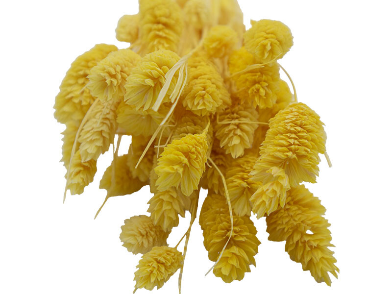 Sarı Kuş Otu Kuru Çiçek Demeti 10 GR - Kimyacınız