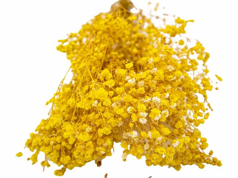 Sarı Şoklanmış Cipso - Kuru Çiçek 10 GR - 2