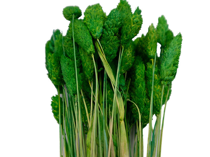 Yeşil Kuş Otu Kuru Çiçek Demeti 10 GR - Kimyacınız