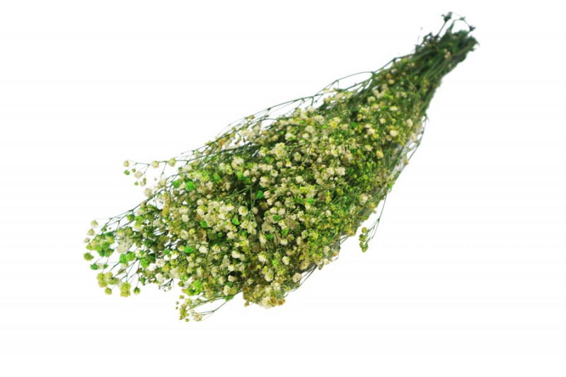 Yeşil Şoklanmış Cipso - Kuru Çiçek - Kimyacınız